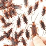 Análisis de los mejores electrodomésticos para cuidar la higiene de tu bebé: ¡Dile adiós al bebe de cucaracha! Análisis de los mejores electrodomésticos para cuidar la higiene de tu bebé: ¡Dile adiós al bebe de cucaracha!